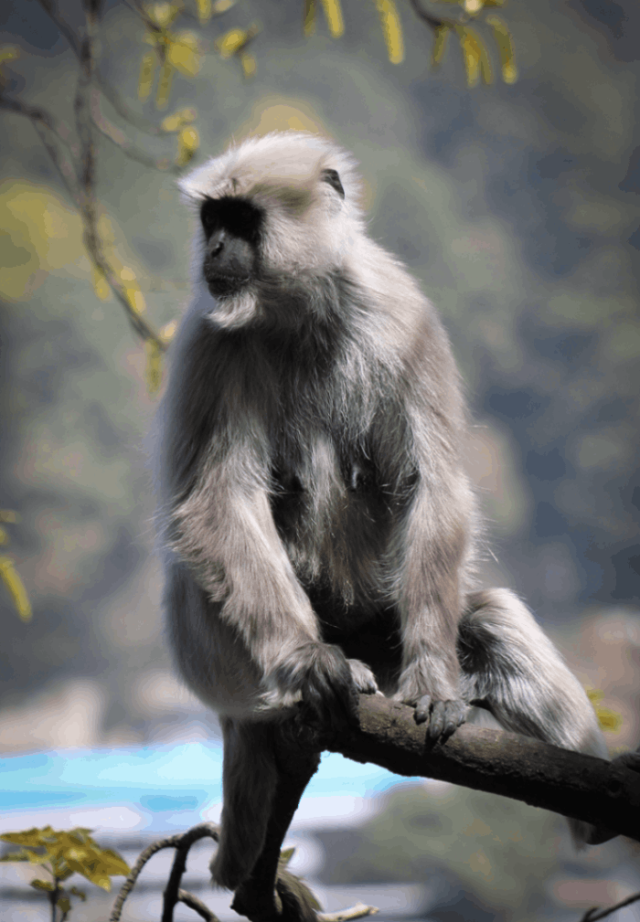 Nainital National Zoo